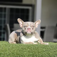 Lilac t bg 3, a female American Bully for sale in Hacienda Heights, CA – Photo 1 of 2