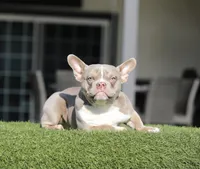 Lilac t bg 3, a female American Bully for sale in Hacienda Heights, CA – Photo 1 of 2