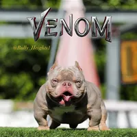 Lilac t bg 3, a female American Bully for sale in Hacienda Heights, CA – Photo 2 of 2