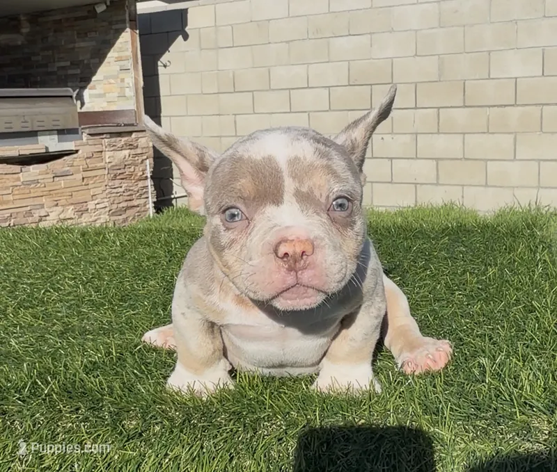 Lilac tmbb2  – American Bully puppy for sale in Hacienda Heights, CA