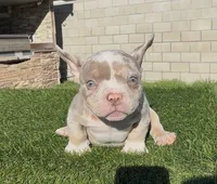 Lilac tmbb2 , a male American Bully for sale in Hacienda Heights, CA – 1 of 1