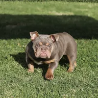 Lilac tebg3, a female English Bulldog for sale in Hacienda Heights, CA – Photo 1 of 2