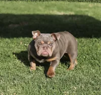 Lilac tebg3, a female English Bulldog for sale in Hacienda Heights, CA – Photo 1 of 2