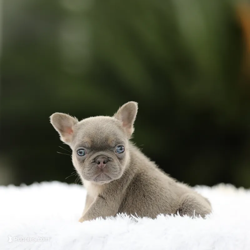 Lilac n tan fbb2 – French Bulldog puppy for sale in Hacienda Heights, CA