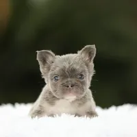 Fluffy fbg2, a female French Bulldog for sale in Hacienda Heights, CA – 3 of 5