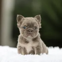 Fluffy fbg1 , a female French Bulldog for sale in Hacienda Heights, CA – 2 of 6