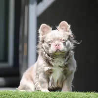 Fluffy ns b2, a male French Bulldog for sale in Hacienda Heights, CA – Photo 3 of 3