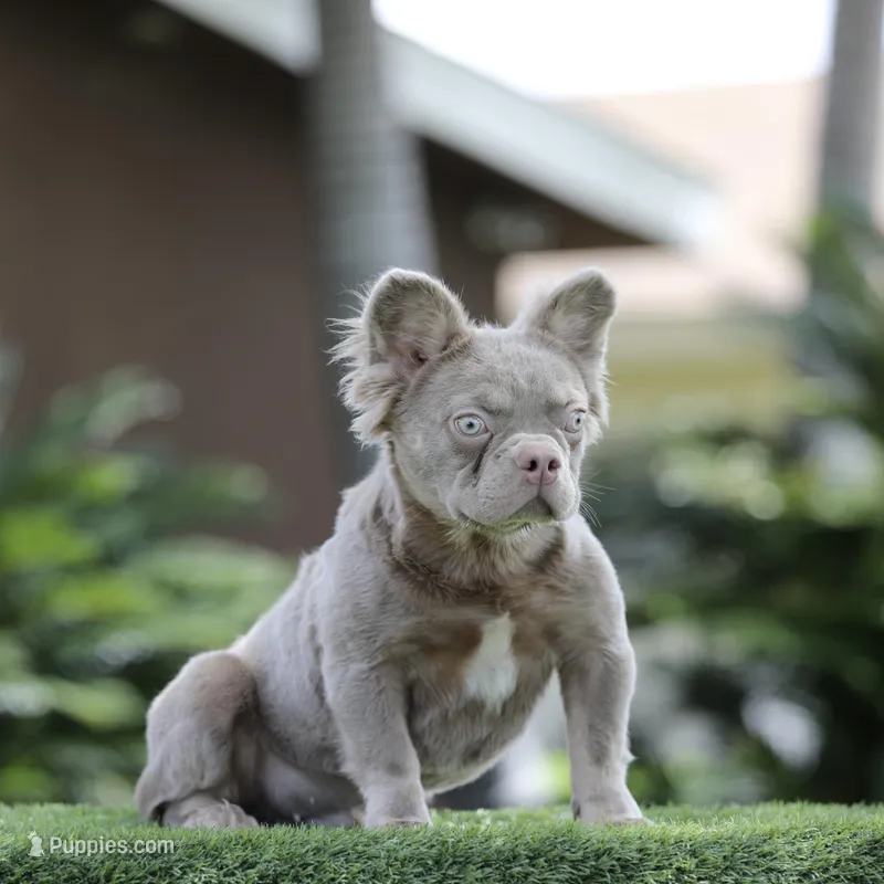 Fluffy ns b2 – French Bulldog puppy for sale in Hacienda Heights, CA