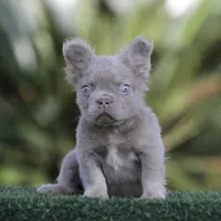 Fluffy ns b2, a male French Bulldog for sale in Hacienda Heights, CA – Photo 1 of 3