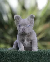 Fluffy ns b2, a male French Bulldog for sale in Hacienda Heights, CA – Photo 1 of 3