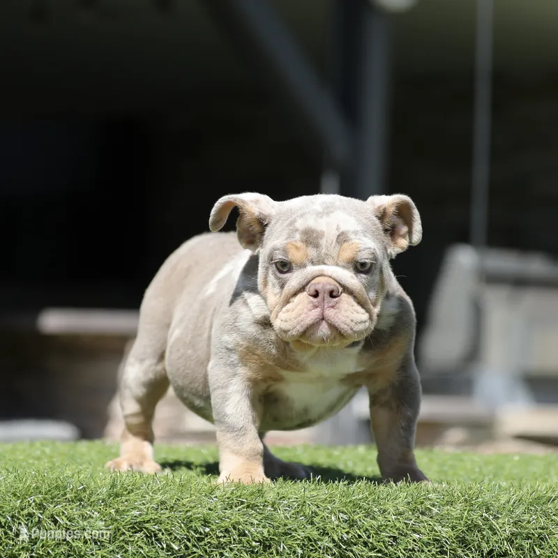 Lilac tri mebb3  – English Bulldog puppy for sale in Hacienda Heights, CA