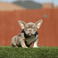 Lilac tri bb, a male American Bully for sale in Hacienda Heights, CA – 2 of 3