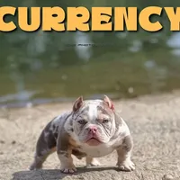 Choco t bg, a female American Bully for sale in Hacienda Heights, CA – Photo 2 of 3