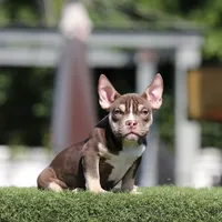 Choco t bg, a female American Bully for sale in Hacienda Heights, CA – Photo 3 of 3