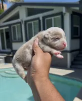 Lilac tmbb2 , a male American Bully for sale in Hacienda Heights, CA – 1 of 1
