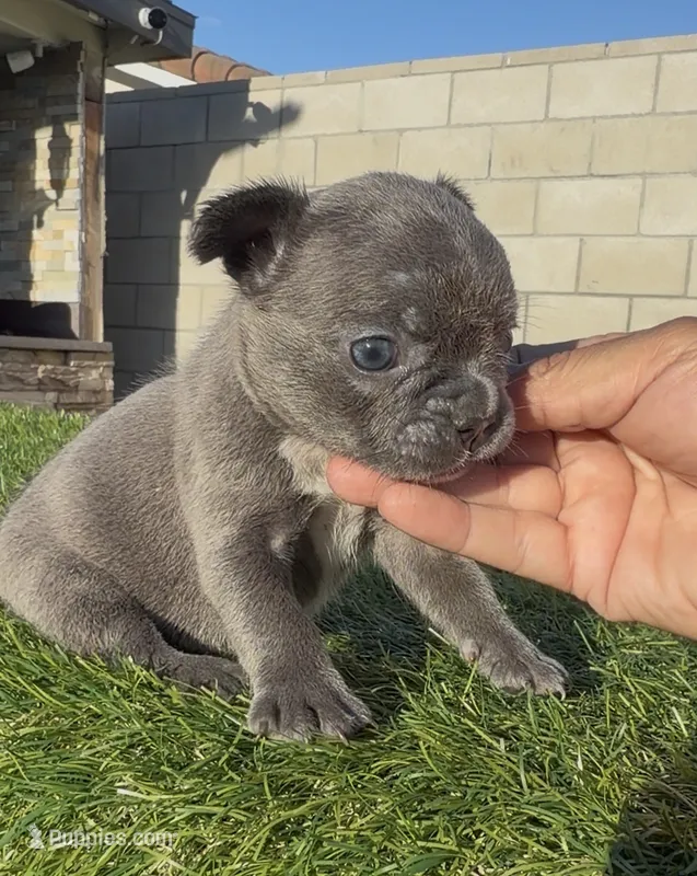 Blue fbg  – French Bulldog puppy for sale in Hacienda Heights, CA