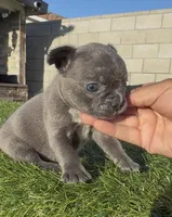 Blue fbg , a female French Bulldog for sale in Hacienda Heights, CA – 1 of 1