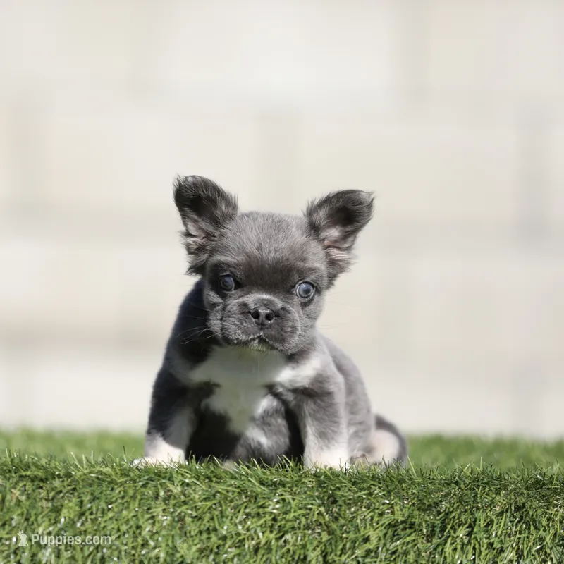 F blue n tan fbb  – French Bulldog puppy for sale in Hacienda Heights, CA