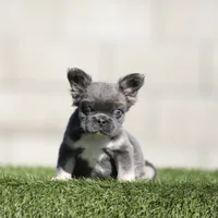 F blue n tan fbb , a male French Bulldog for sale in Hacienda Heights, CA – 1 of 2