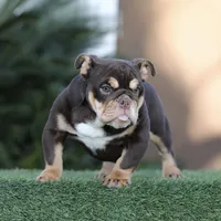 Fs choc Ebg, a female English Bulldog for sale in Hacienda Heights, CA – Photo 1 of 3