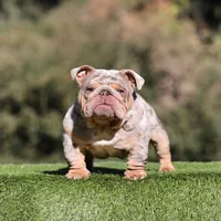 Fs choc Ebg, a female English Bulldog for sale in Hacienda Heights, CA – Photo 3 of 3