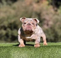 Fs choc Ebg, a female English Bulldog for sale in Hacienda Heights, CA – Photo 3 of 3