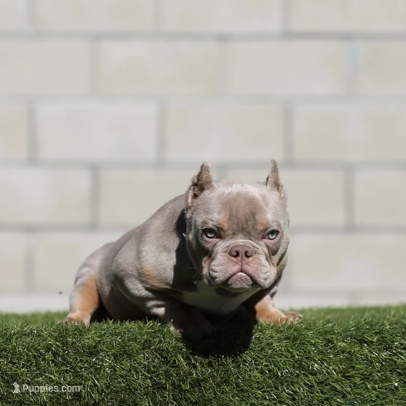 Lilac tbb  – American Bully puppy for sale in Hacienda Heights, CA
