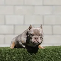 Lilac tbb , a male American Bully for sale in Hacienda Heights, CA – 1 of 2