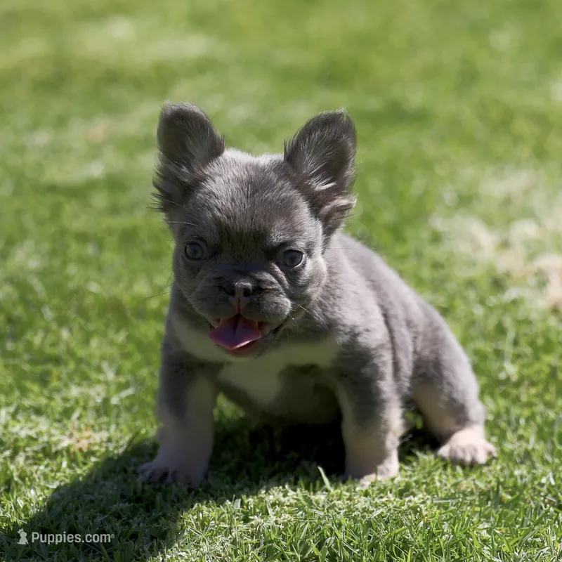 Fluffy fbg3 – French Bulldog puppy for sale in Hacienda Heights, CA