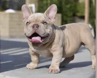 Lilac mbb, a male American Bully for sale in Hacienda Heights, CA – Photo 1 of 2