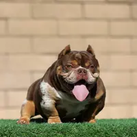 Lilac mbb, a male American Bully for sale in Hacienda Heights, CA – Photo 2 of 2