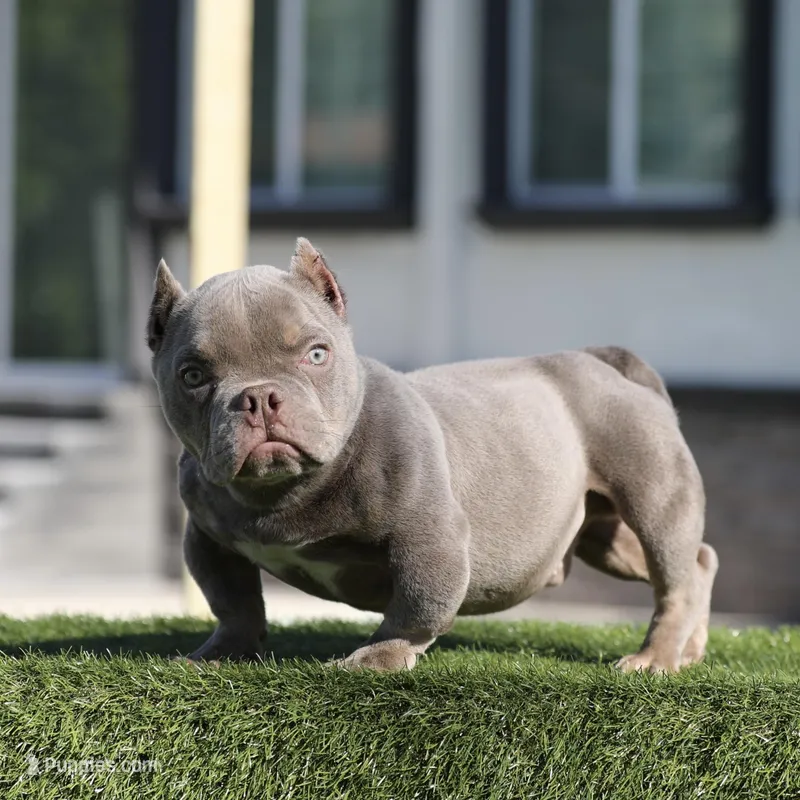 Lilac tbb2 – American Bully puppy for sale in Hacienda Heights, CA