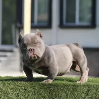 Lilac tbb2, a male American Bully for sale in Hacienda Heights, CA – 1 of 2