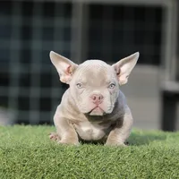 Lilac tbb2, a male American Bully for sale in Hacienda Heights, CA – Photo 1 of 2