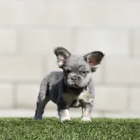 F blue n tan fbg , a female French Bulldog for sale in Hacienda Heights, CA – 1 of 3