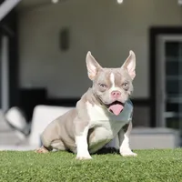 Lilac t bg2, a female American Bully for sale in Hacienda Heights, CA – Photo 1 of 2