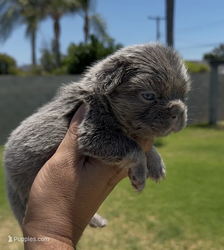 F blue n tan fbg  – French Bulldog puppy for sale in Hacienda Heights, CA
