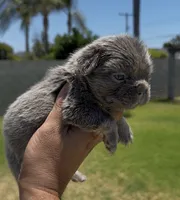 F blue n tan fbg , a female French Bulldog for sale in Hacienda Heights, CA – 1 of 1