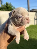 Isabella n tan fbg , a female French Bulldog for sale in Hacienda Heights, CA – 1 of 1