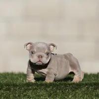 Lilac t Ebg , a female English Bulldog for sale in Hacienda Heights, CA – 2 of 2