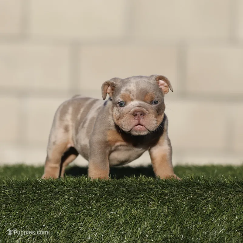 Lilac tri mebg  – English Bulldog puppy for sale in Hacienda Heights, CA