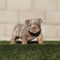 Lilac tri mebg , a female English Bulldog for sale in Hacienda Heights, CA – 1 of 1