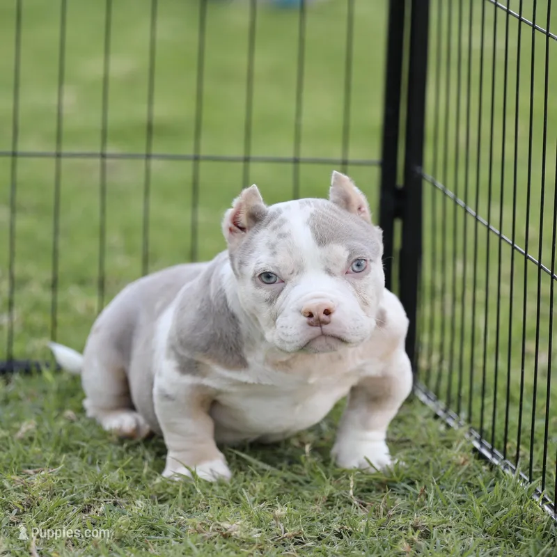 Lilac tmbg , a female American Bully for sale in Hacienda Heights, CA – Photo 1 of 1