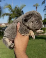 Fluffy fbg3, a female French Bulldog for sale in Hacienda Heights, CA – 1 of 2