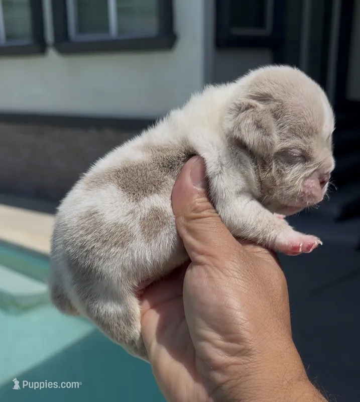 Lilac tmbb2  – American Bully puppy for sale in Hacienda Heights, CA