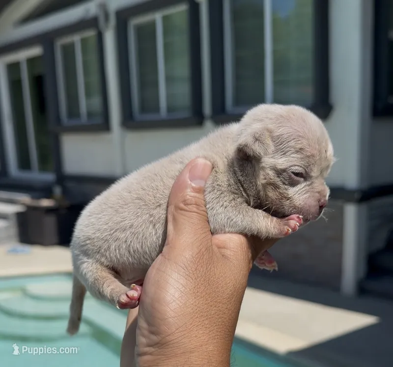 Lilac tbb2  – American Bully puppy for sale in Hacienda Heights, CA