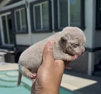 Lilac tbb2 , a male American Bully for sale in Hacienda Heights, CA – 1 of 1