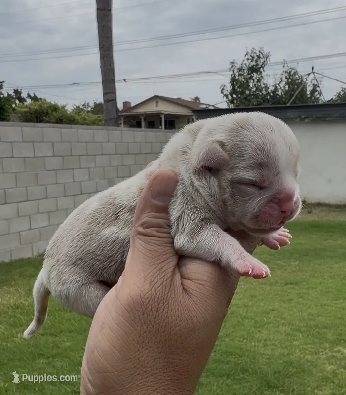 Lilac tmbg  – American Bully puppy for sale in Hacienda Heights, CA