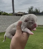 Lilac tmbg , a female American Bully for sale in Hacienda Heights, CA – 1 of 1