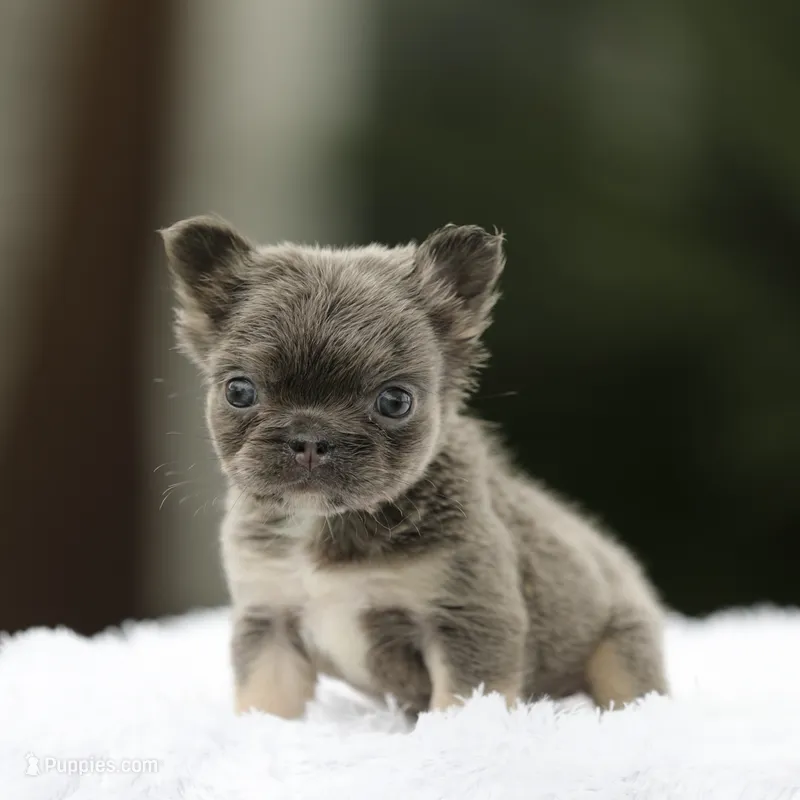 Fluffy fbg3 – French Bulldog puppy for sale in Hacienda Heights, CA